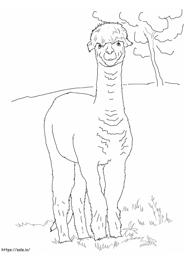 Alpaca In The Wild coloring page