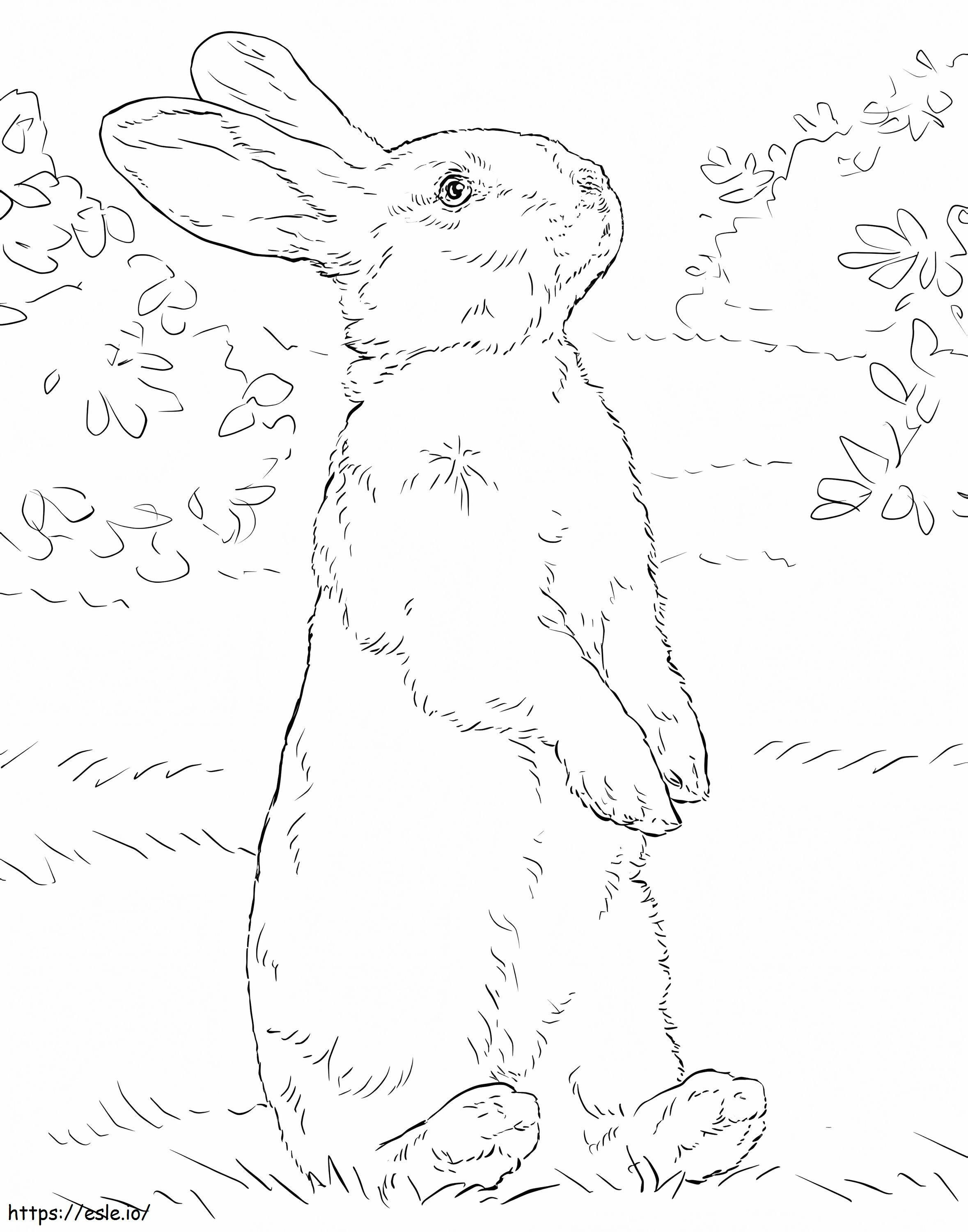 Arka ayakları üzerinde duran beyaz tavşan boyama