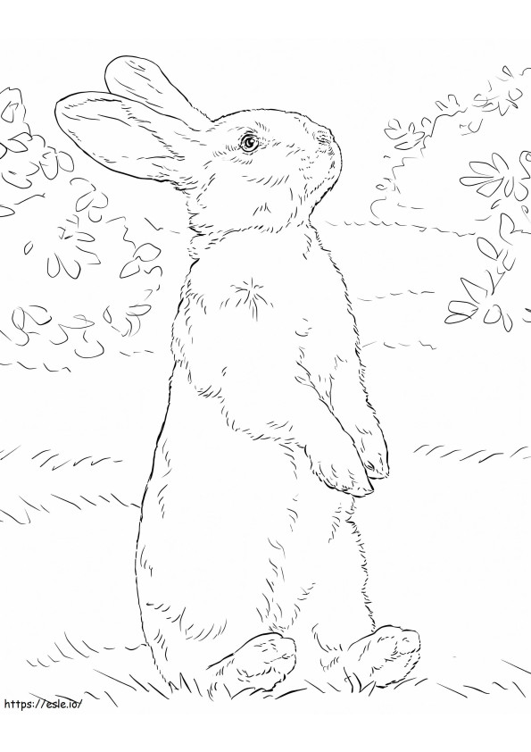 Conejo blanco de pie sobre sus patas traseras para colorear