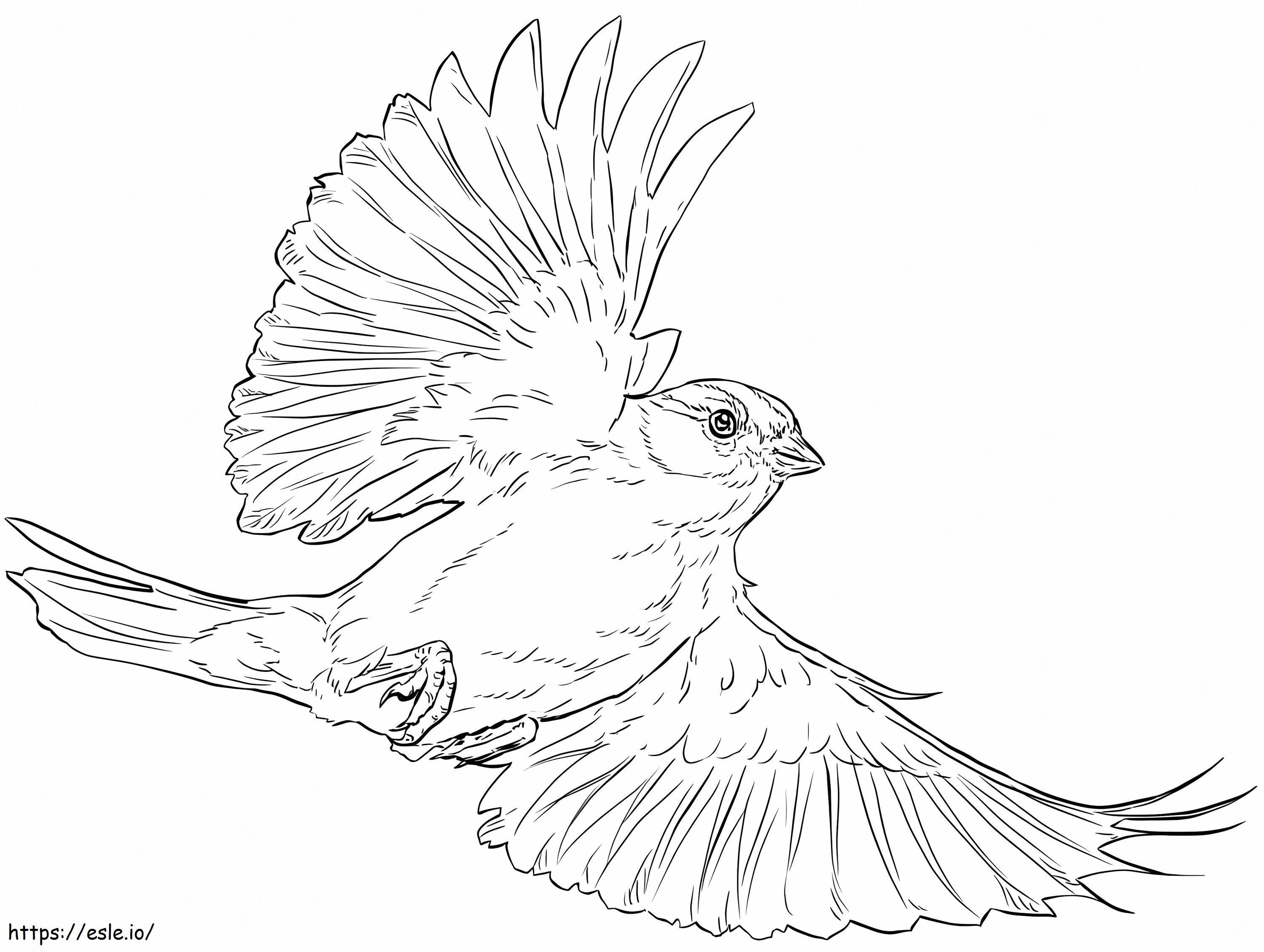 Chipping Sparrow de colorat