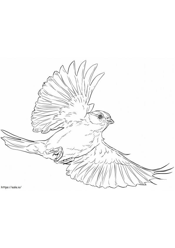 Forgácsoló Sparrow kifestő