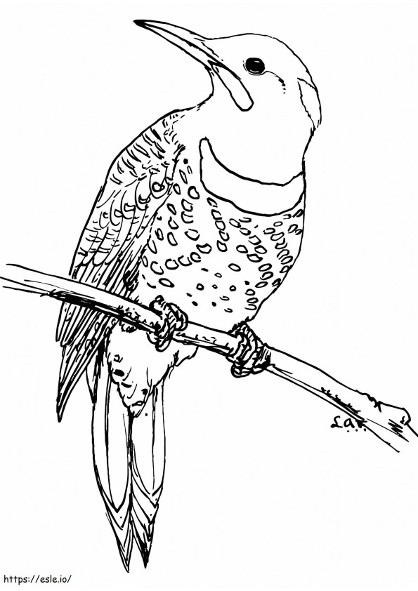 Northern Flickering Woodpecker coloring page