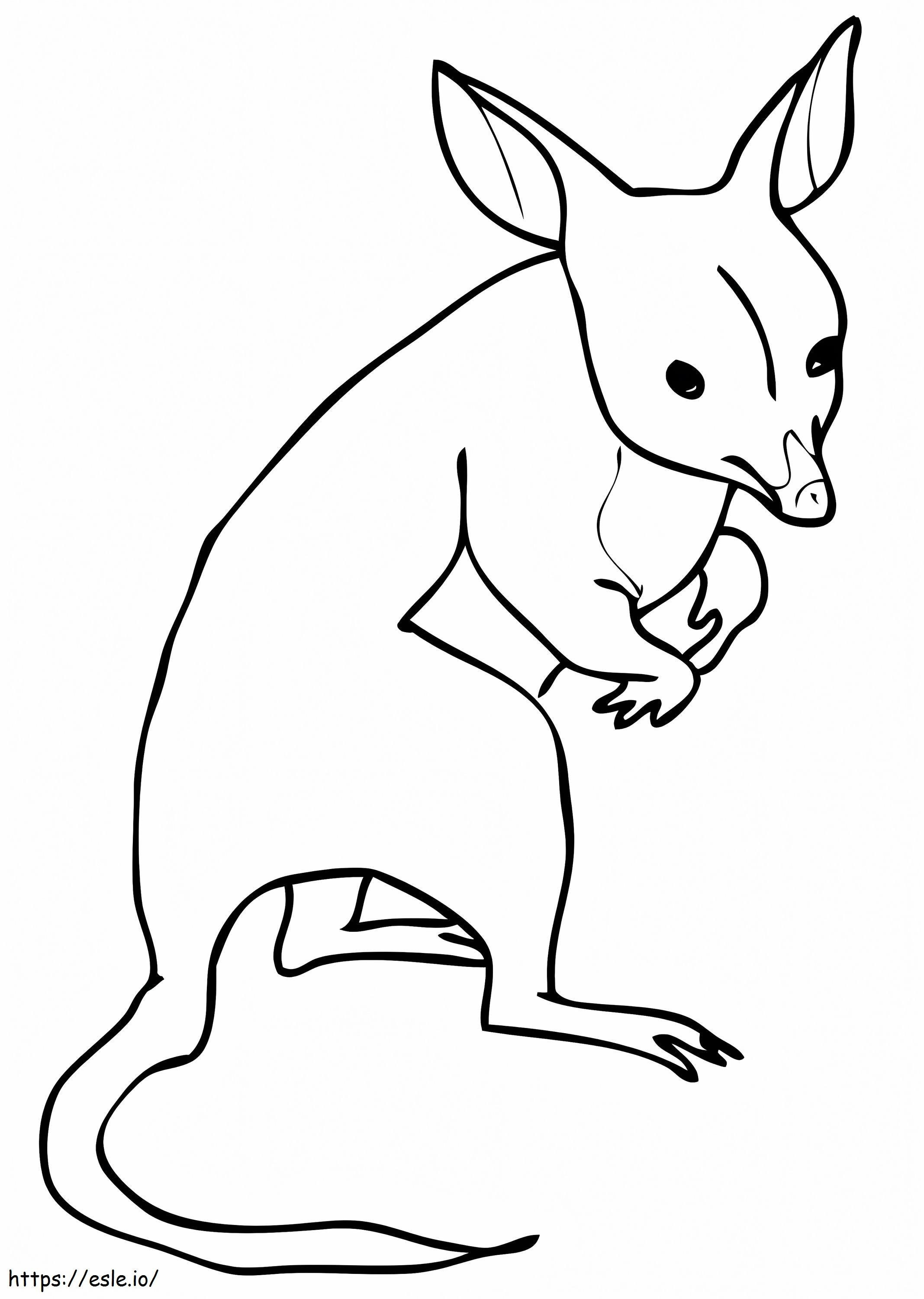 Austrália Bandicoot para colorir
