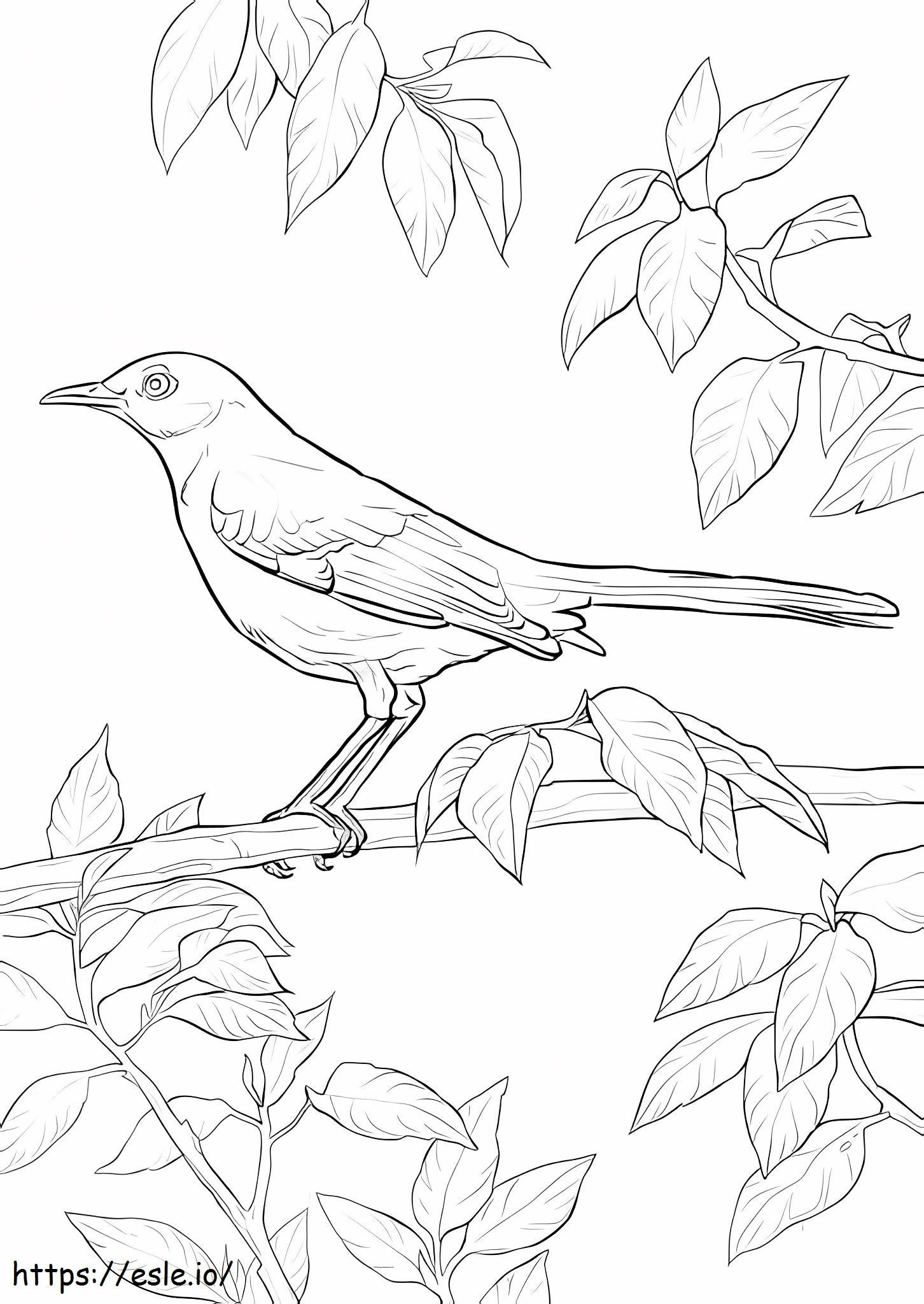 Northern Mockingbird coloring page