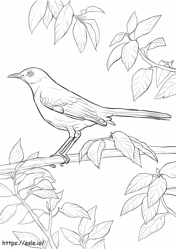 Mockingbird settentrionale da colorare