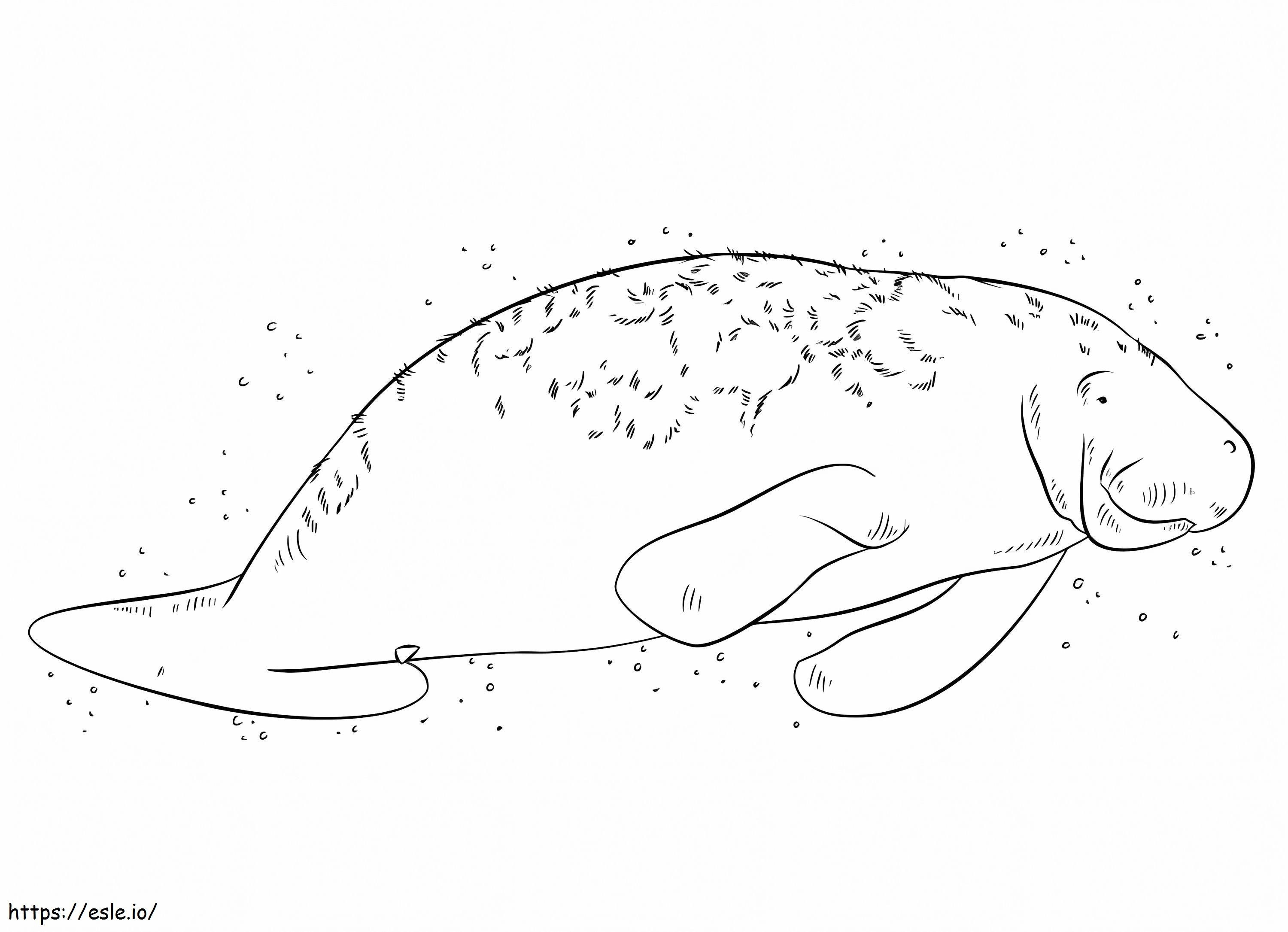peixe-boi grátis para colorir