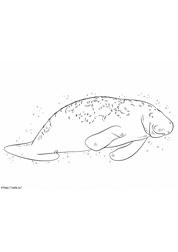 Free Manatee coloring page