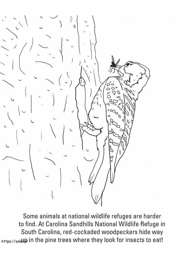 Red-Crested Woodpecker coloring page
