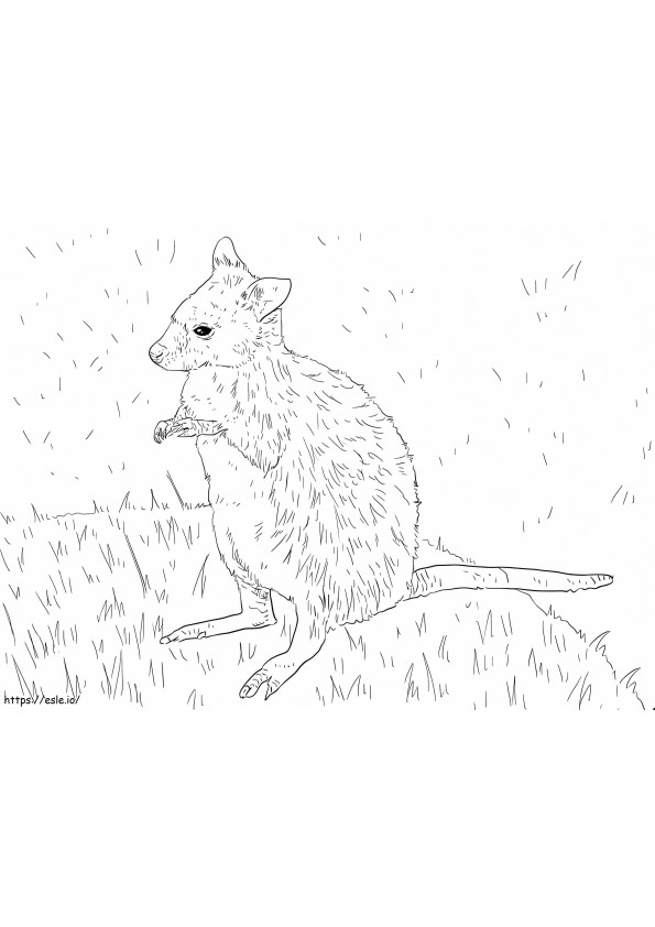 Parma Wallaby