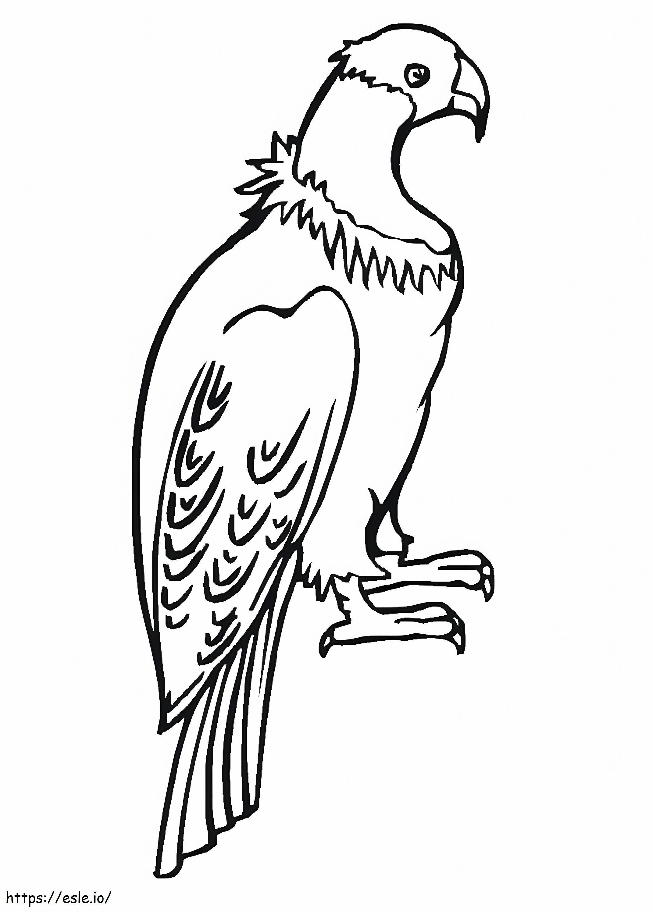 Condor de colorat