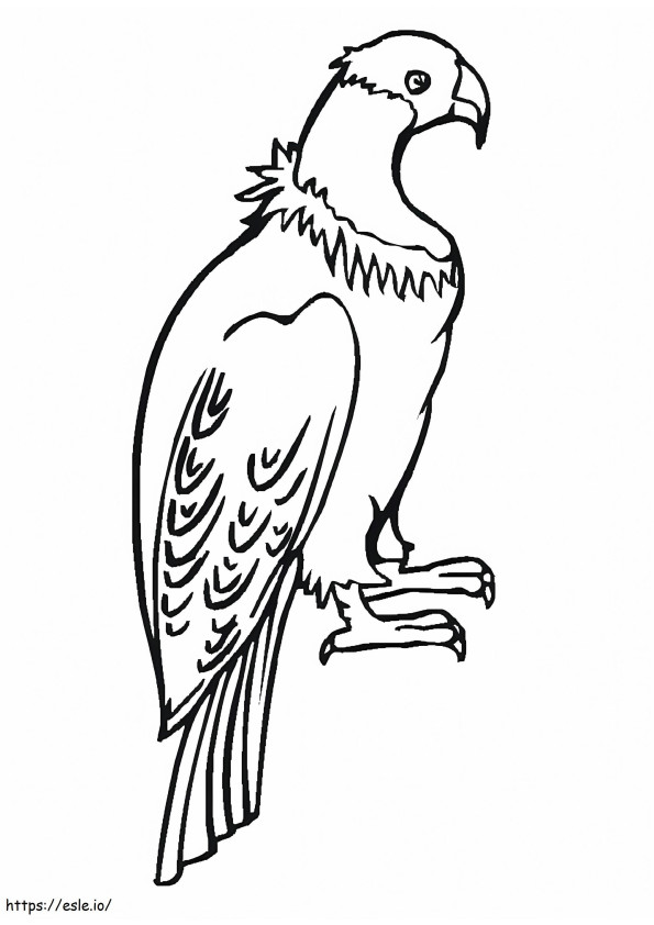 Condor coloring page