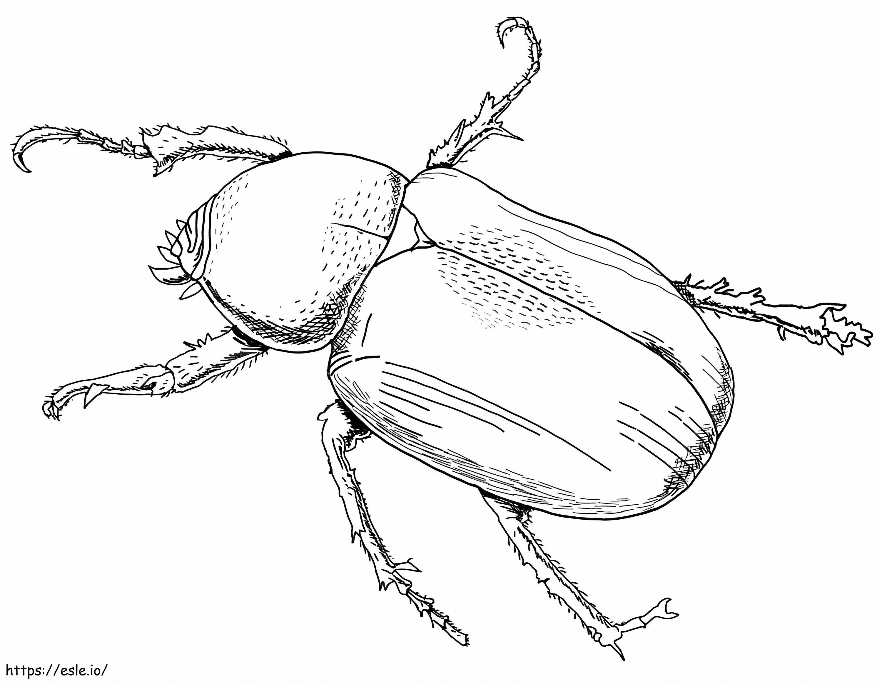 Kumbang Atlas Gambar Mewarnai