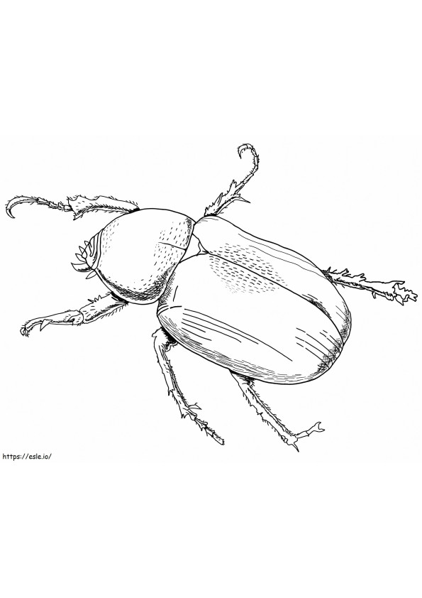 escarabajo atlas para colorear