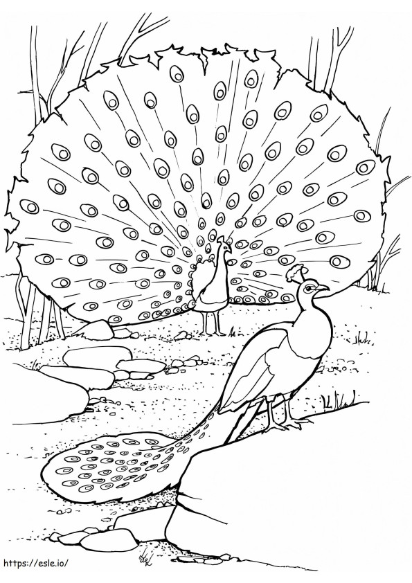 Peahens coloring page