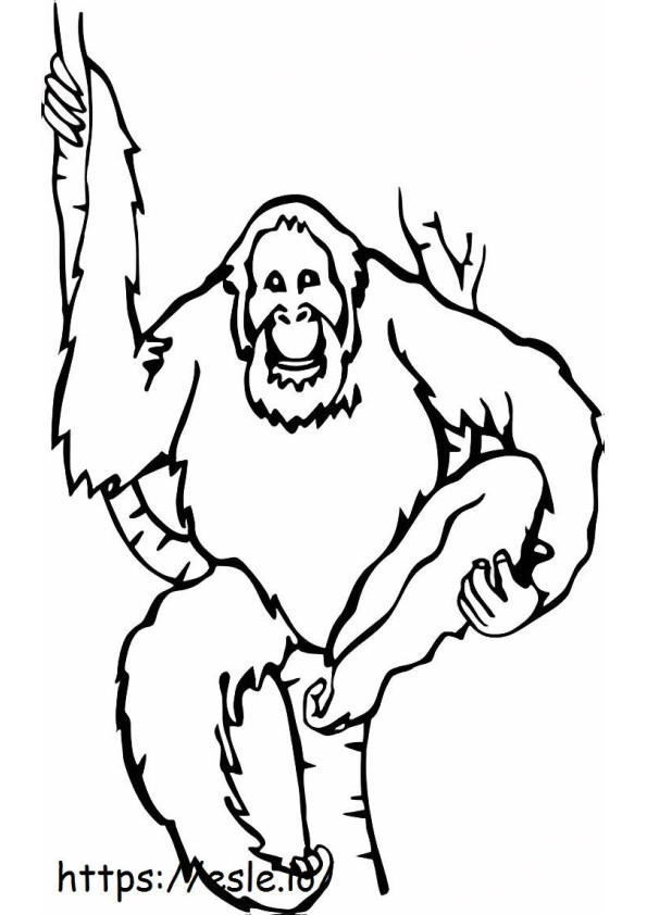 desenho de orangotango para colorir