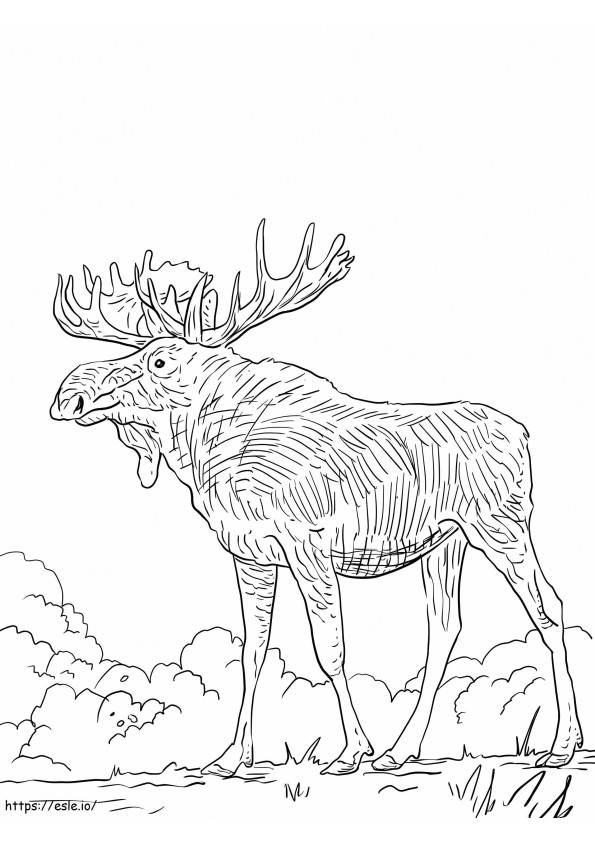 Alce eurasiatica