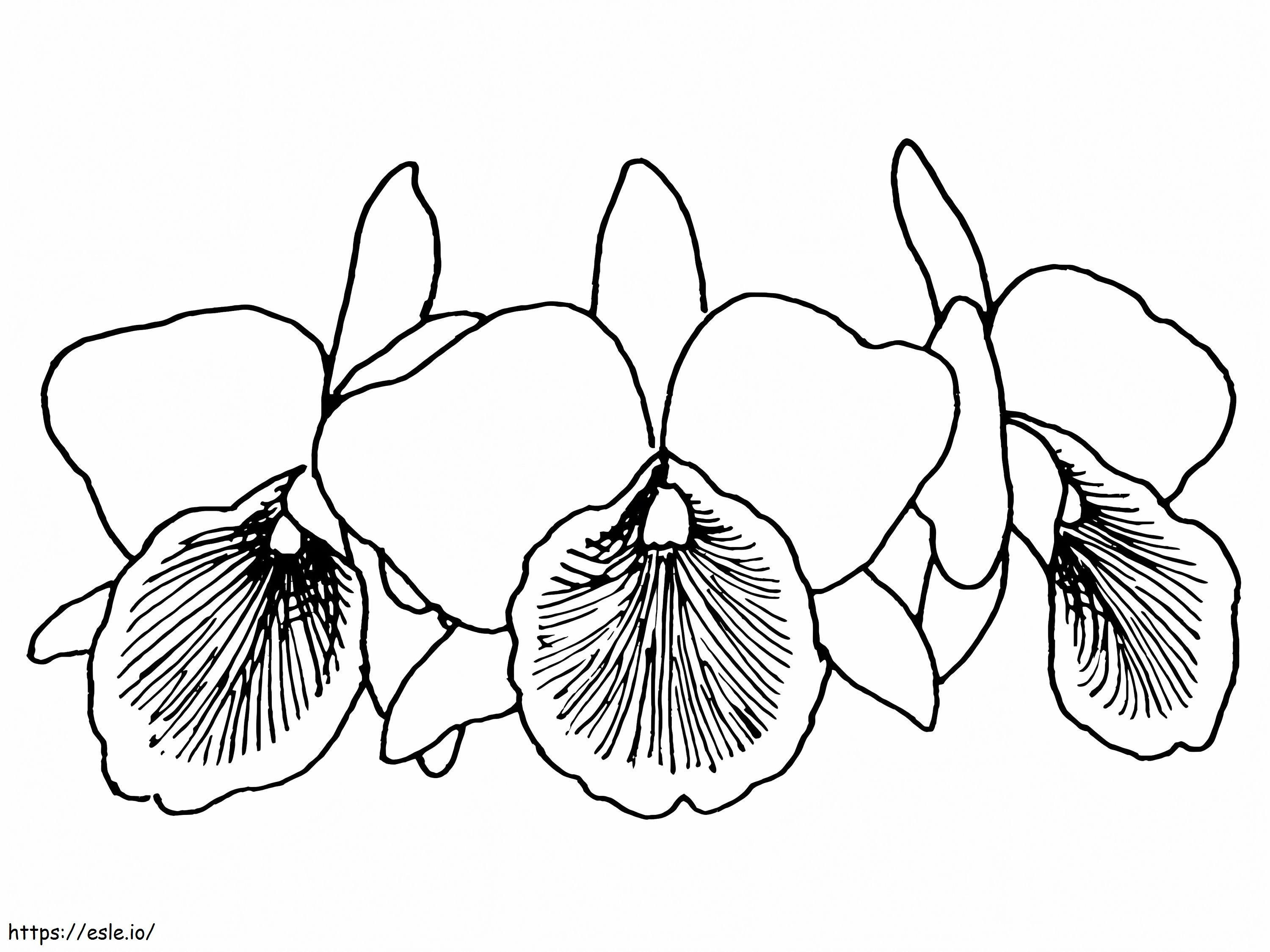 Kolme orkideaa värityskuva