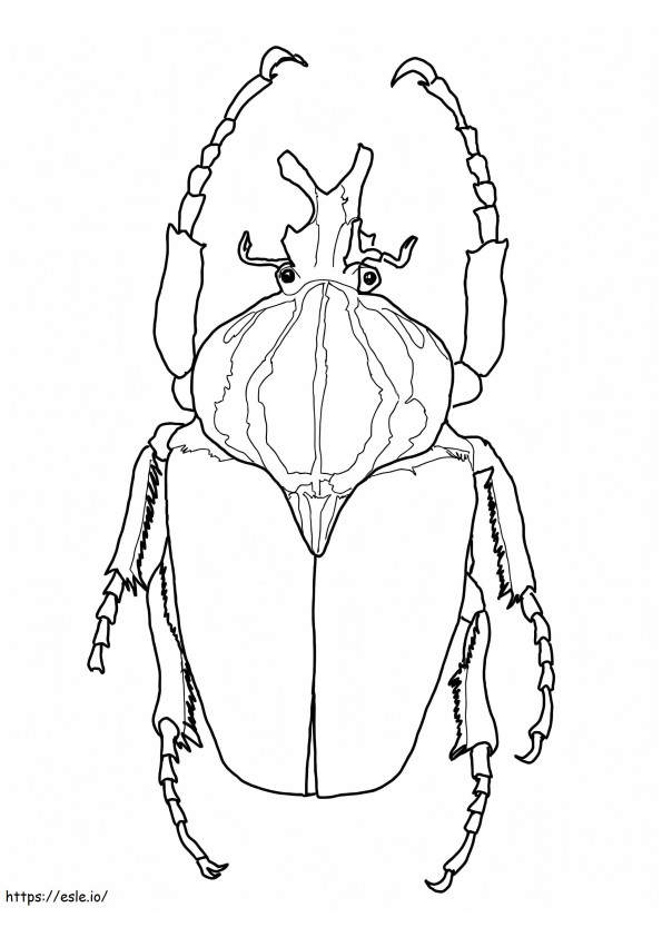 Escarabajo goliat para colorear