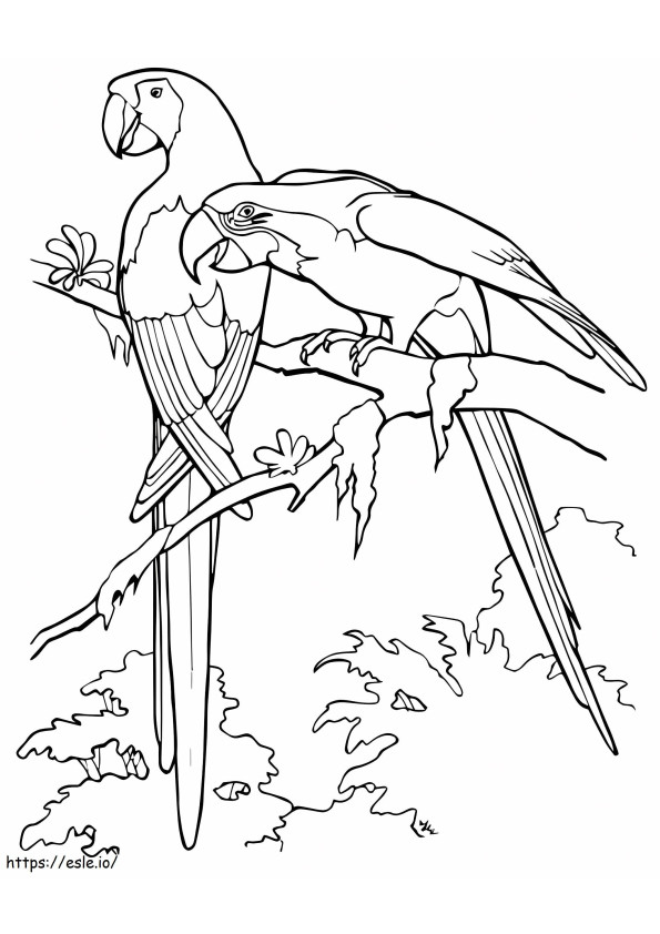 2 Macaw A4 coloring page