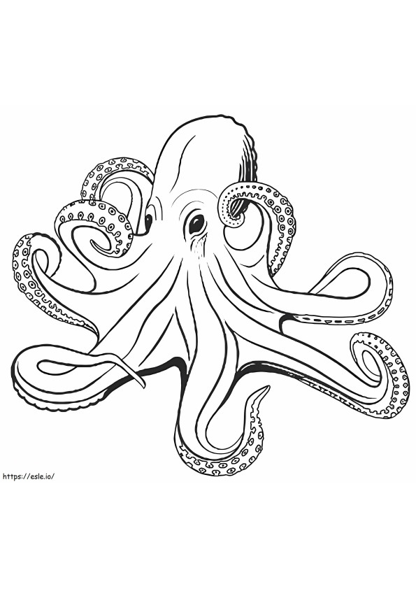 Basic Octopus coloring page