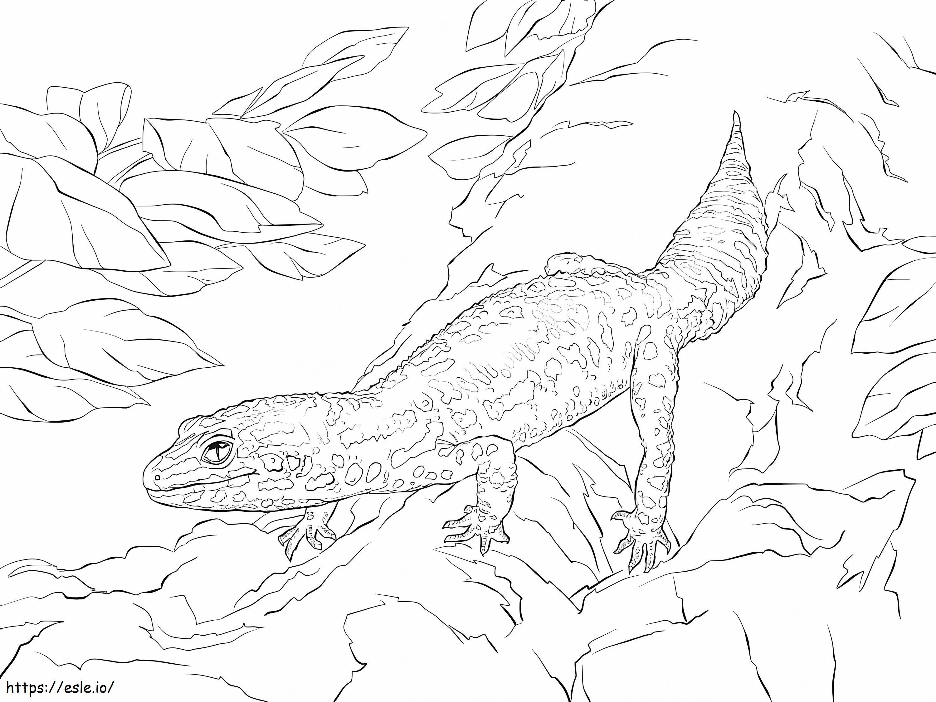 Leopard Gecko 1 para colorir