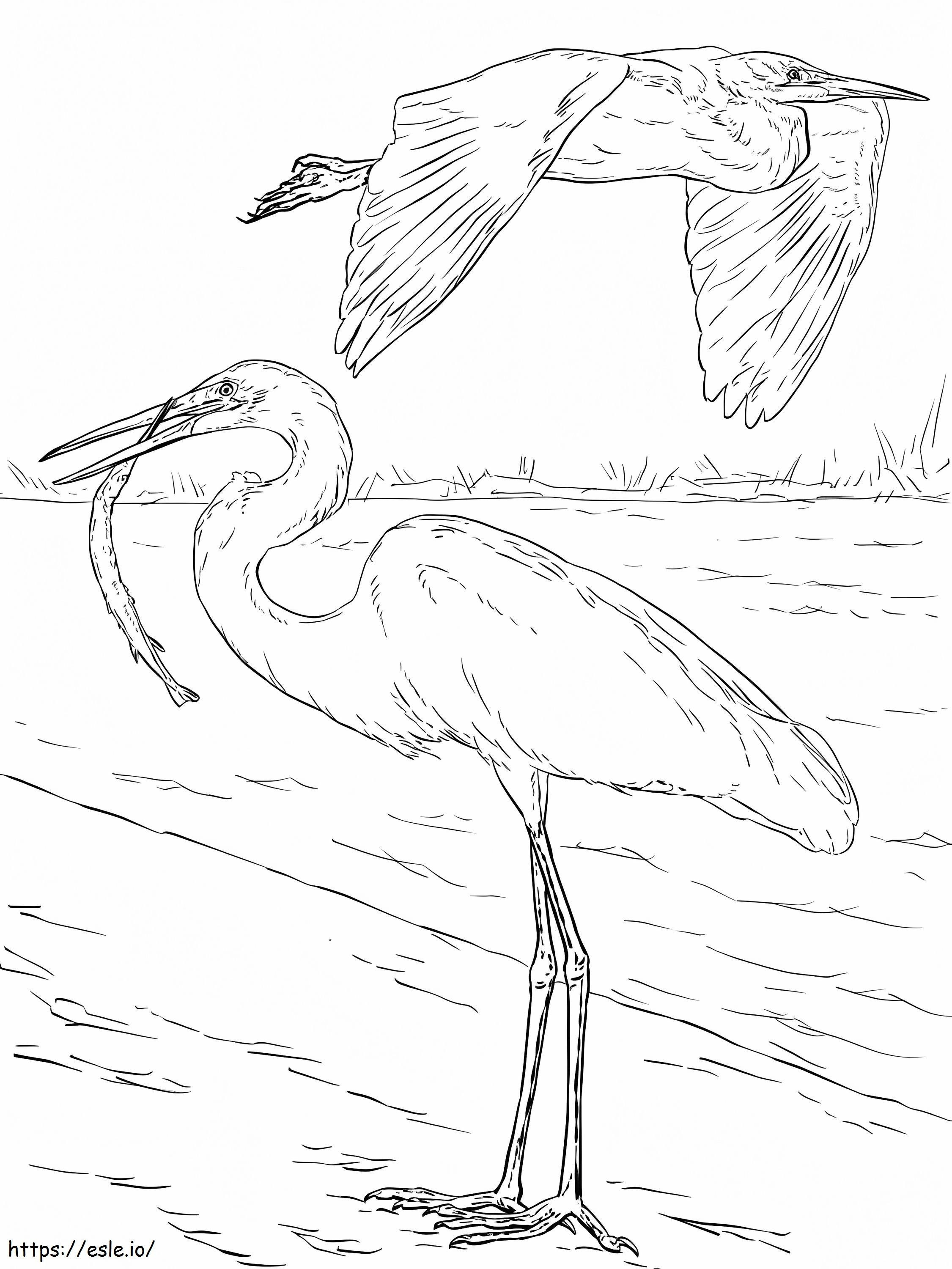 Great White Egrets coloring page