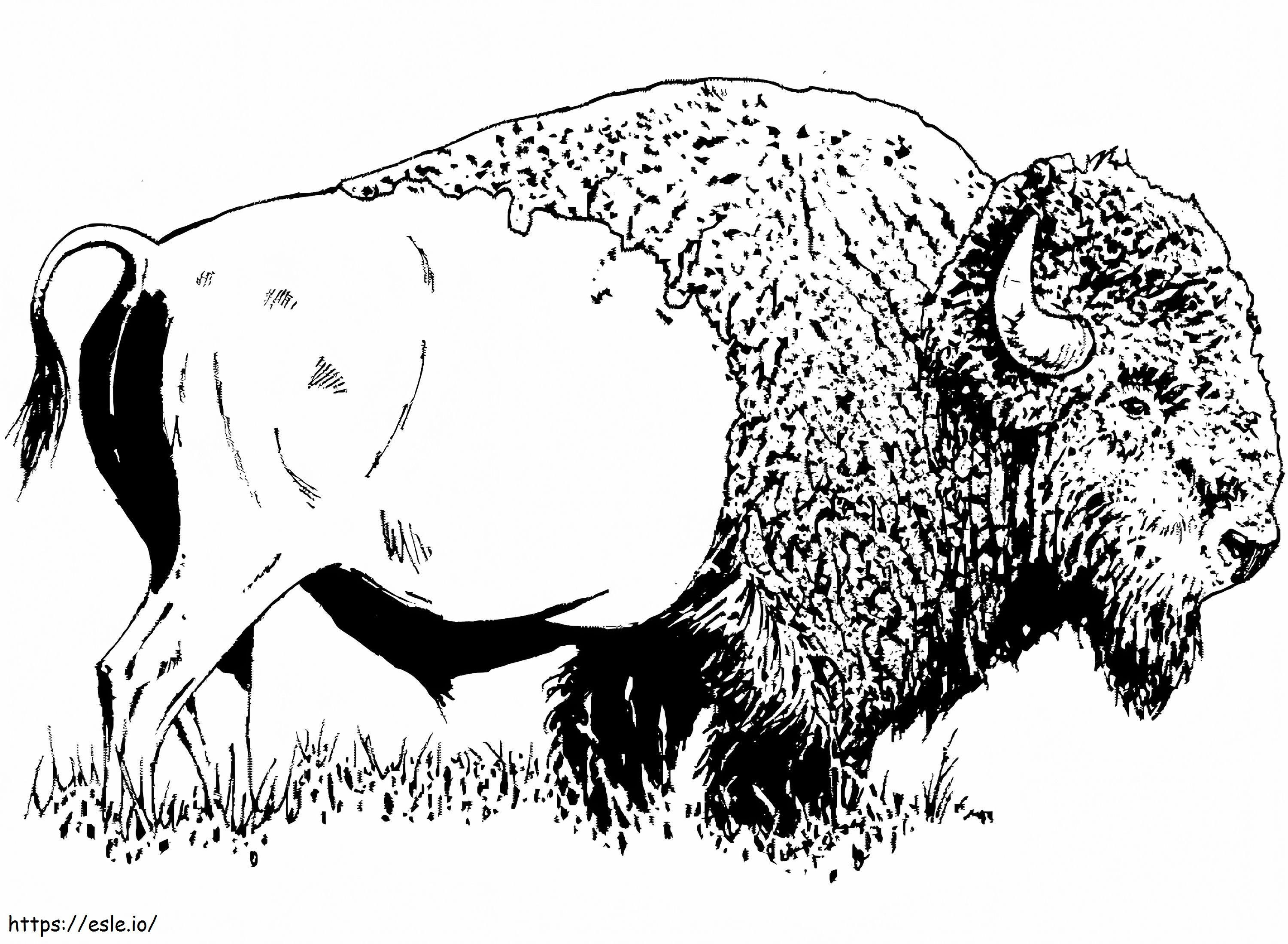 American Bison 1 coloring page