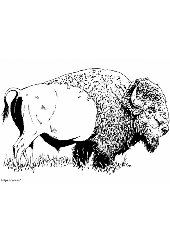 American Bison 1 coloring page