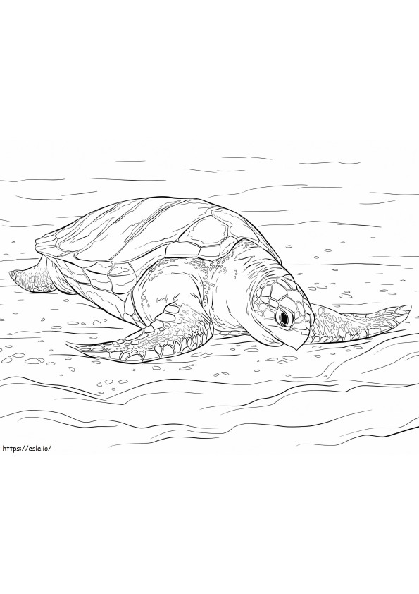 Tartaruga marina Olive Ridley