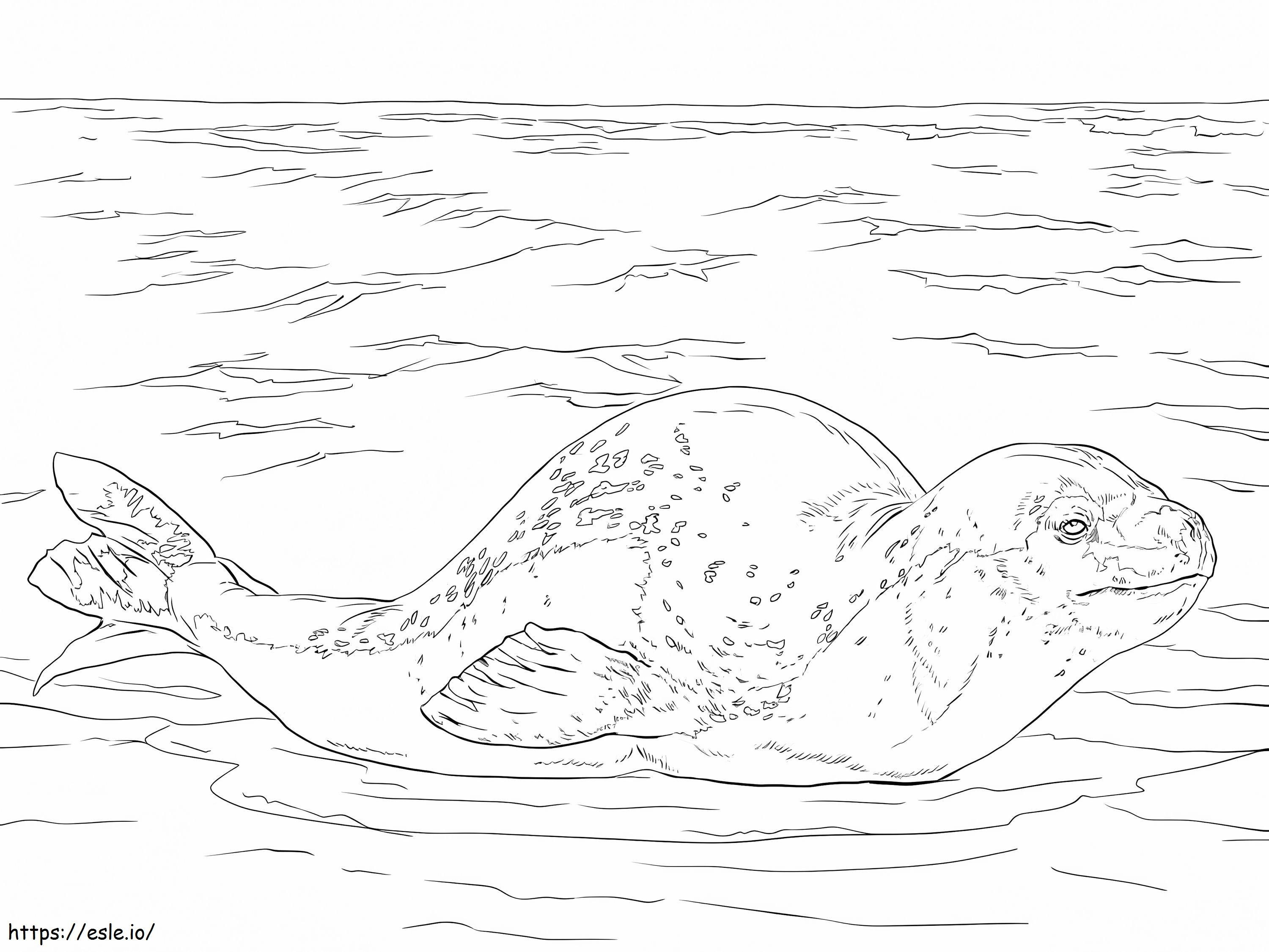 Coloriage Léopard de mer à imprimer dessin