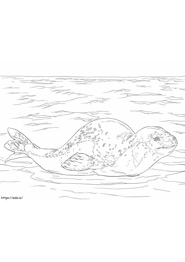 Coloriage Léopard de mer à imprimer dessin