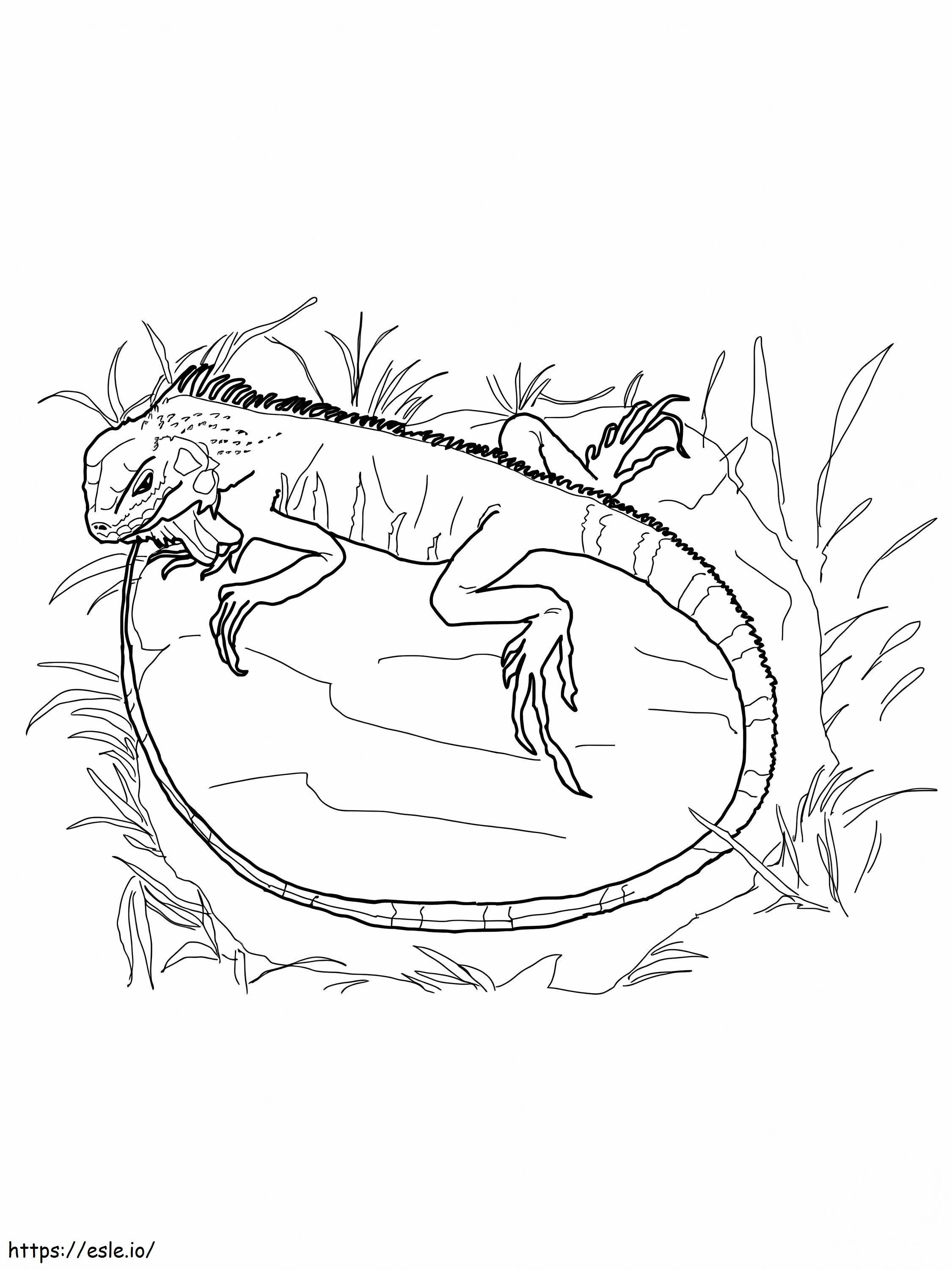 Iguana On A Grass coloring page