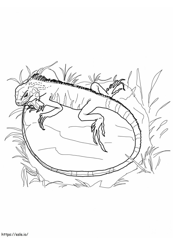 Iguana em uma grama para colorir