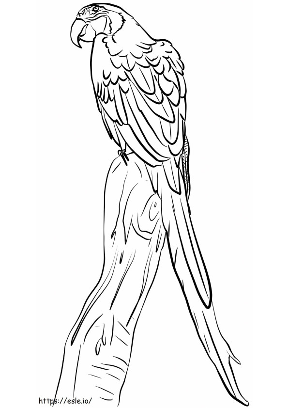 Macaw On Branch A4 coloring page