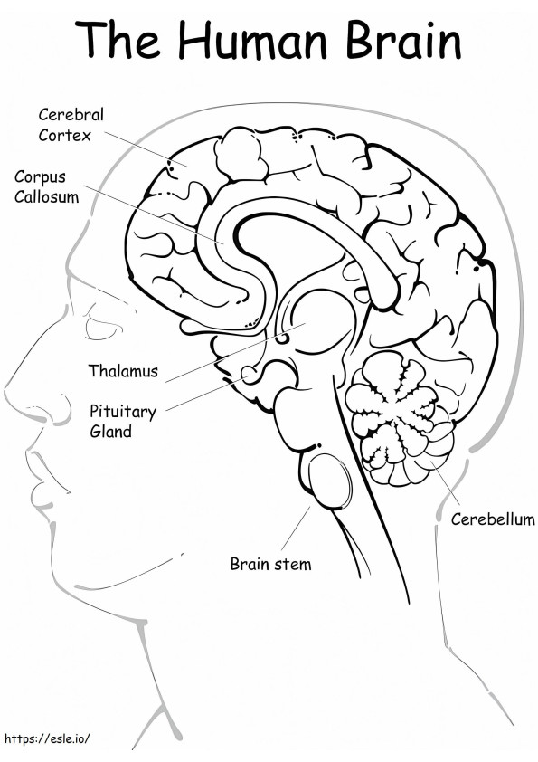 Printable Creierul uman de colorat