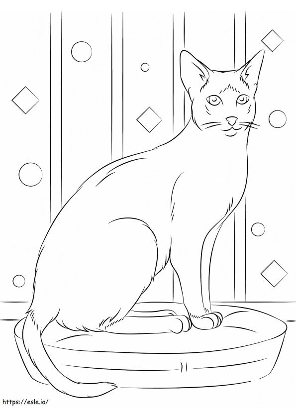 sziámi macska kifestő