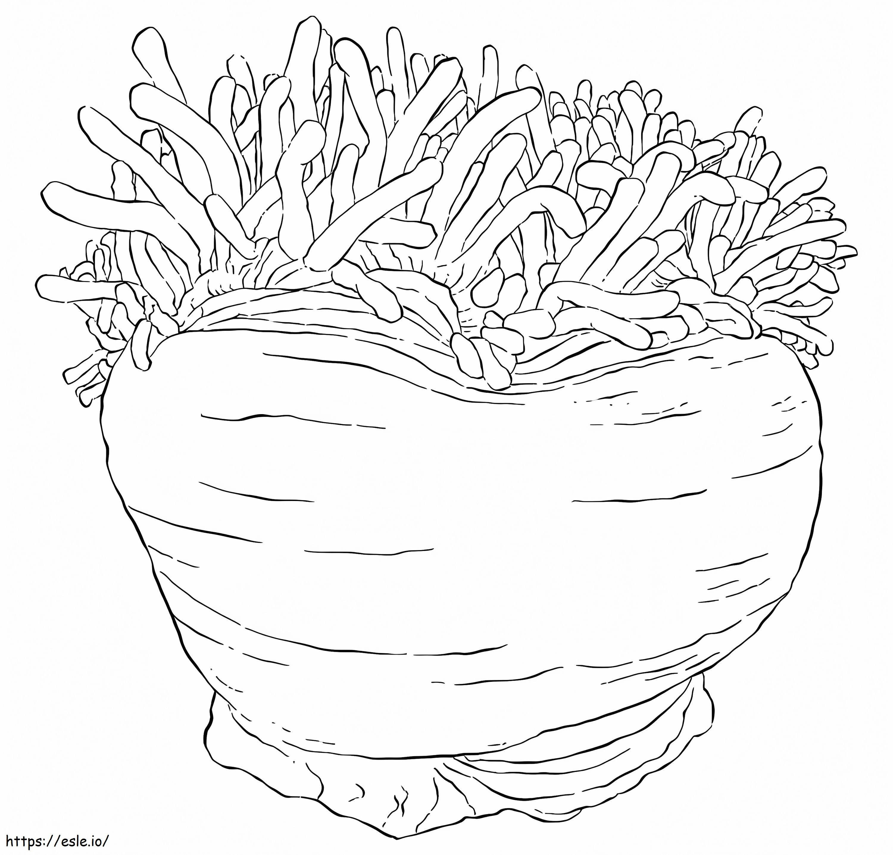Big Sea Anemone coloring page