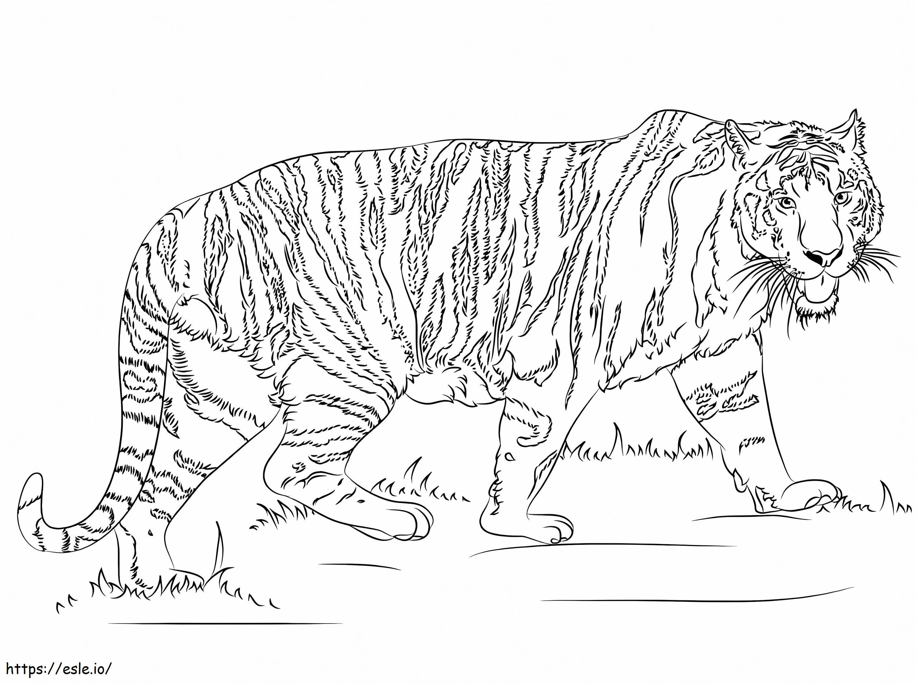 tigre realista para colorir