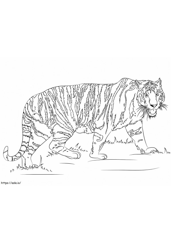 tigre realista para colorir