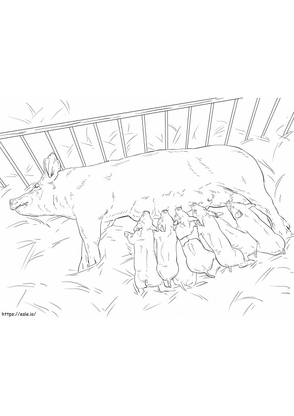Pig And Piglets coloring page
