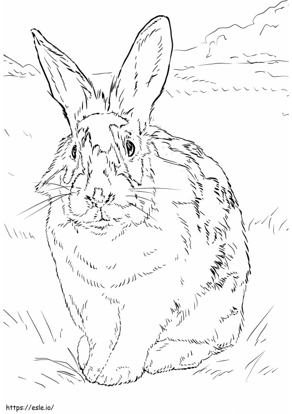 草原のウサギ ぬりえ - 塗り絵