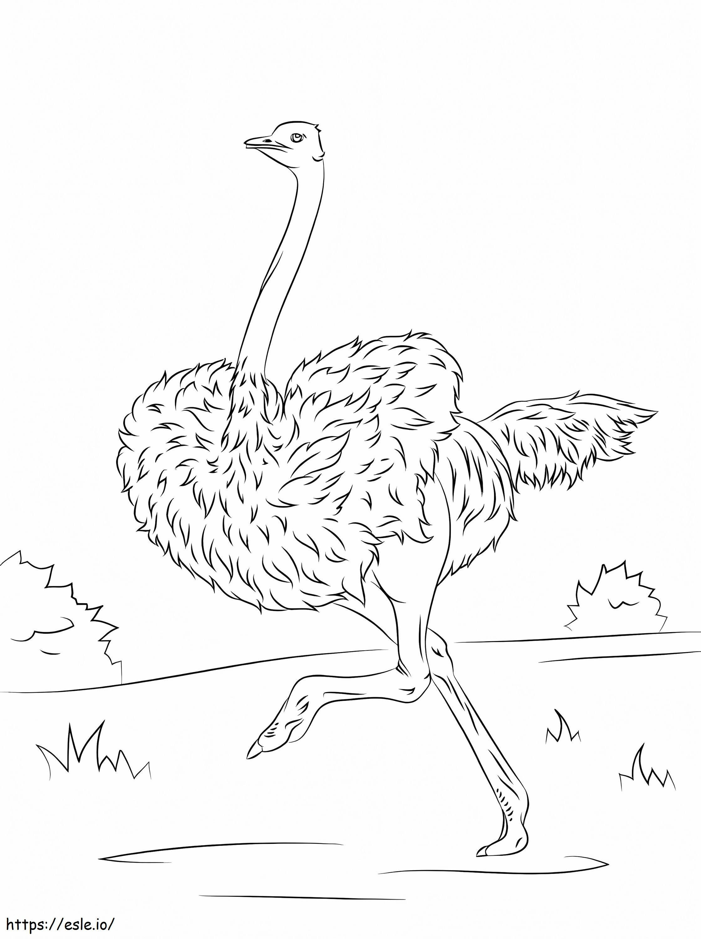 Ostrich Is Running coloring page