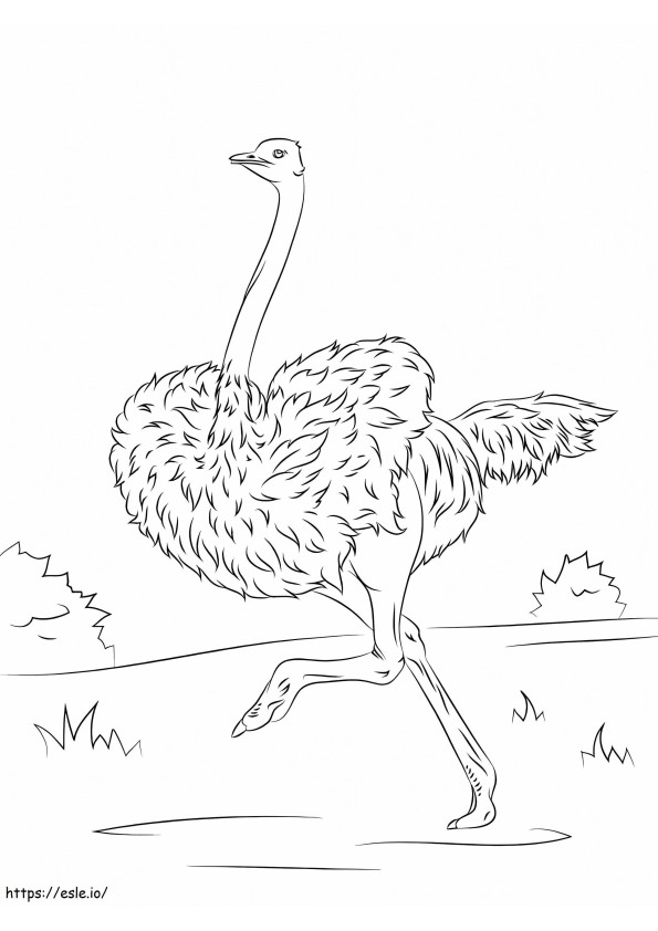O avestruz está correndo para colorir