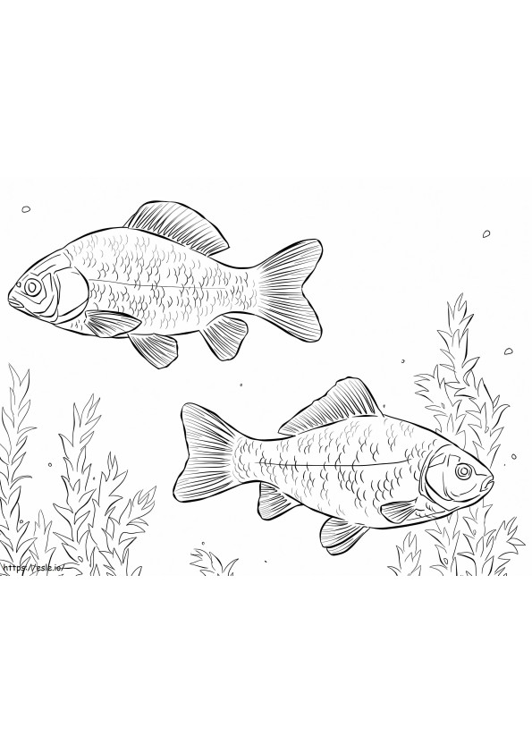 Crucian Carps coloring page