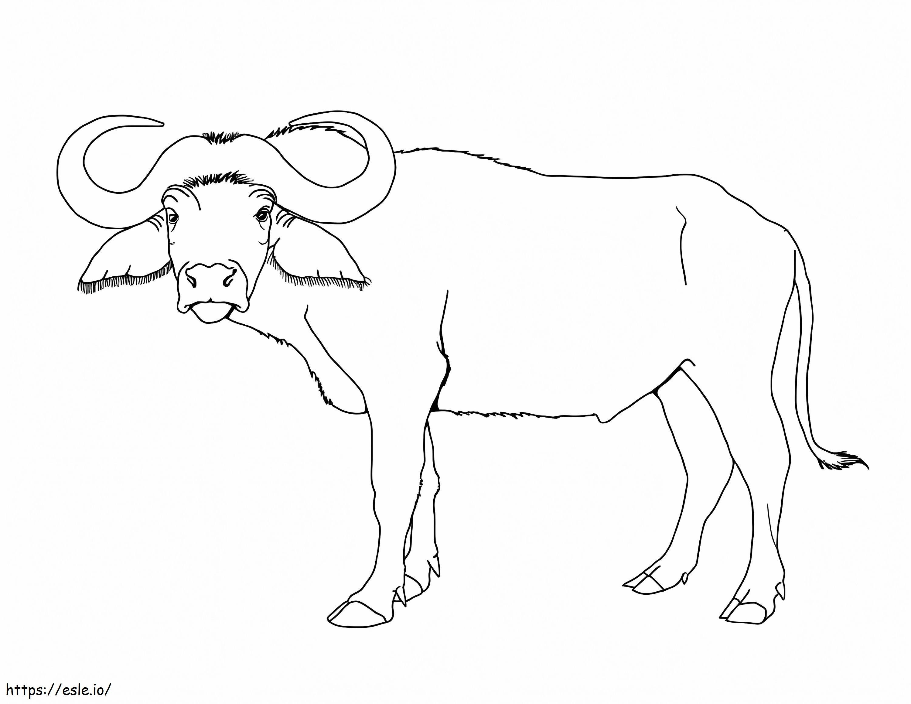 Büyük Bufalo boyama