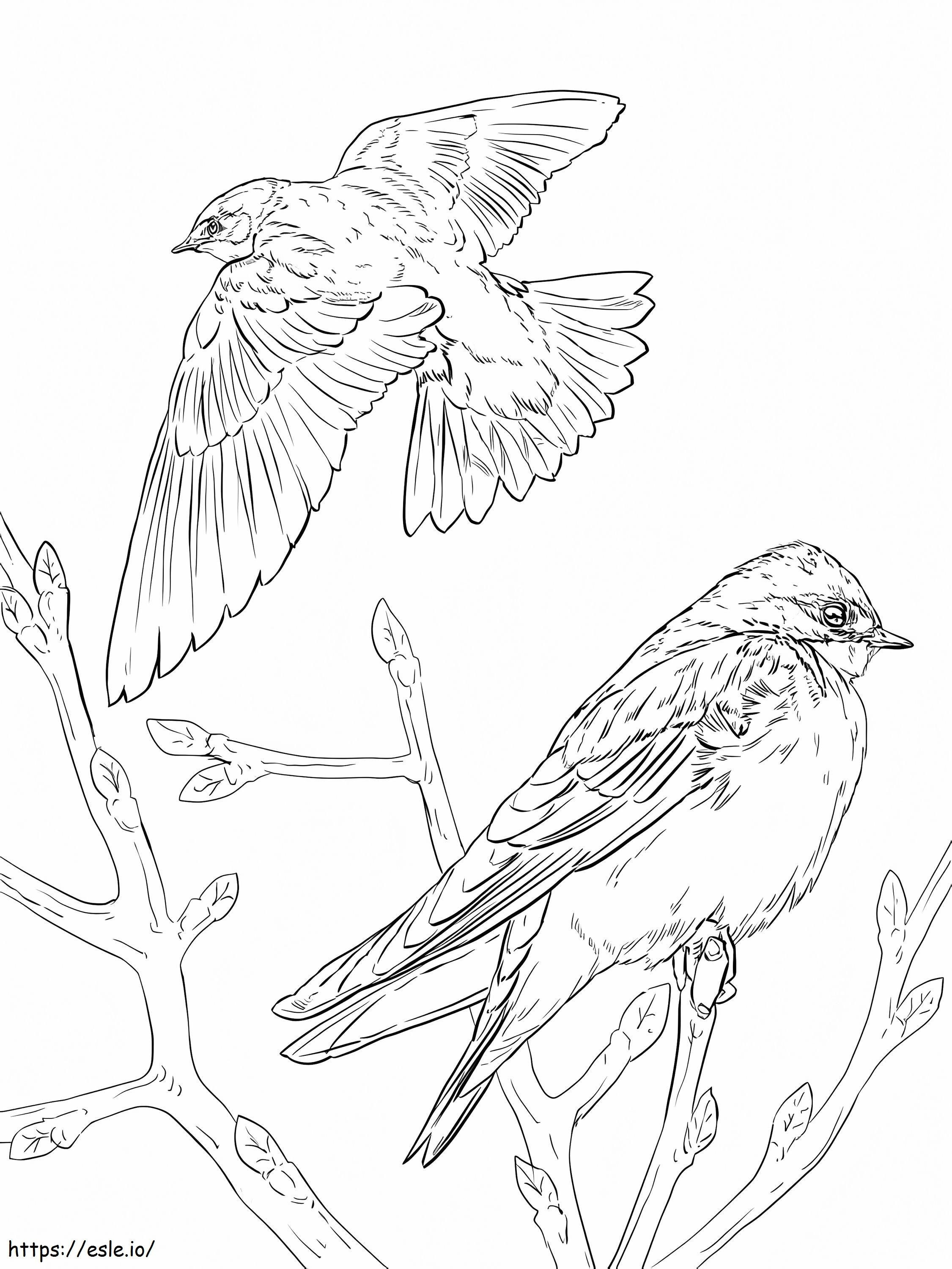 Tree Swallows coloring page