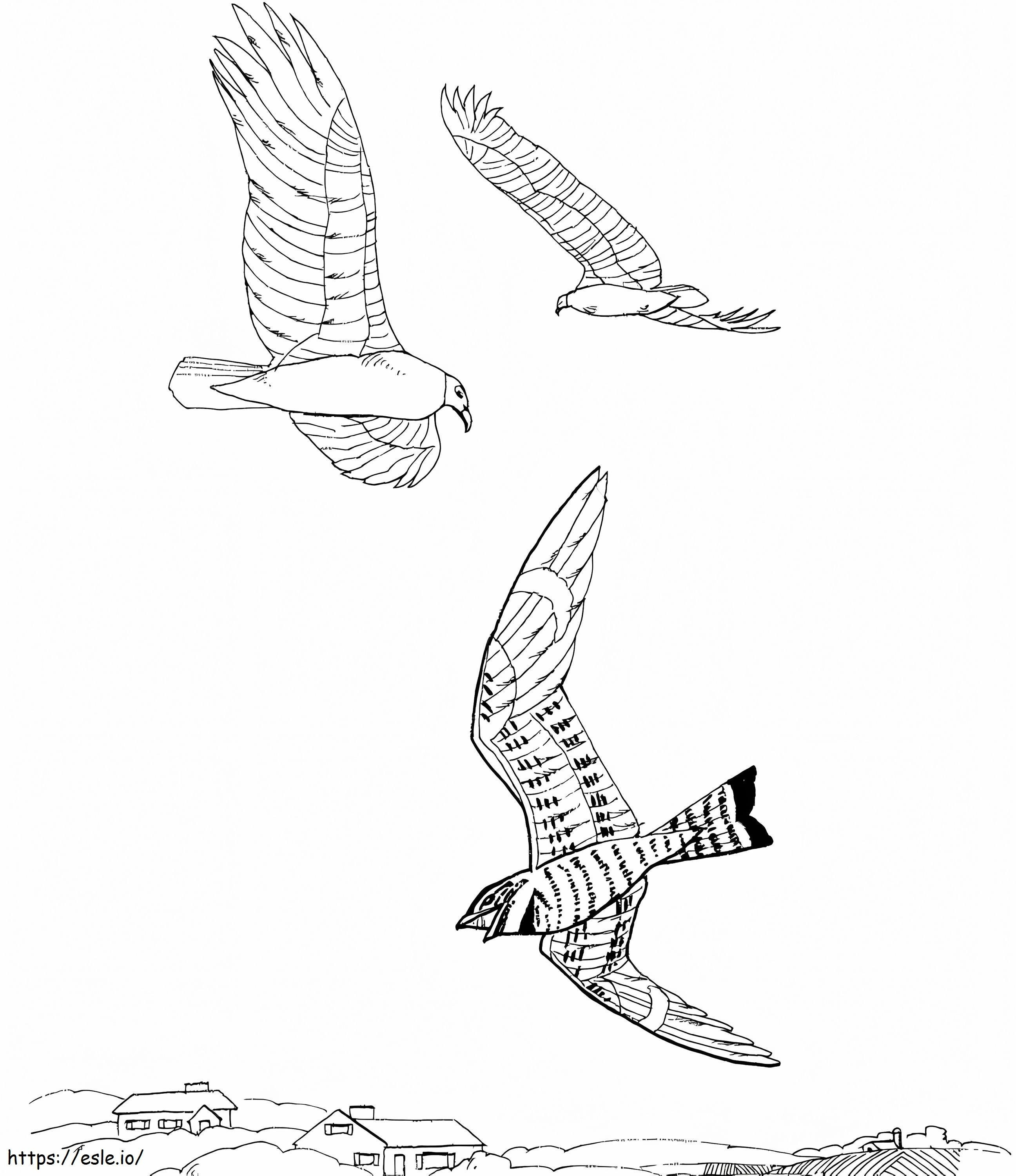 Vultures coloring page