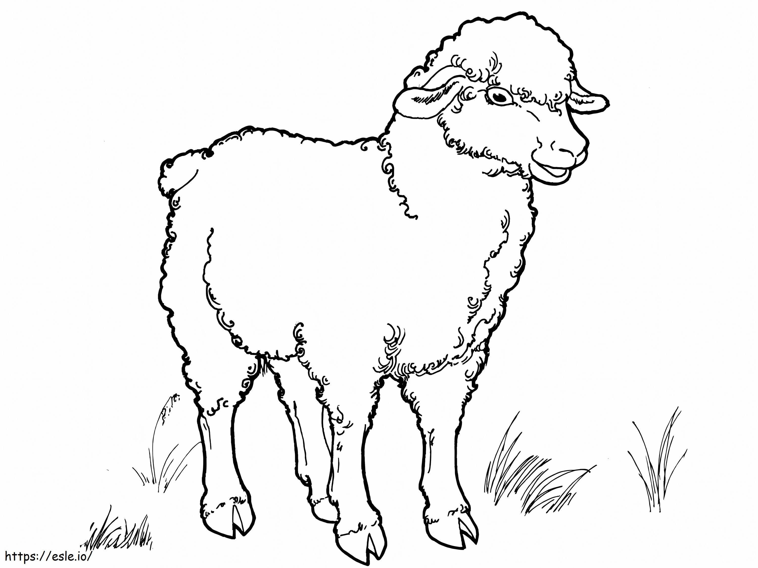 素敵な羊 ぬりえ - 塗り絵