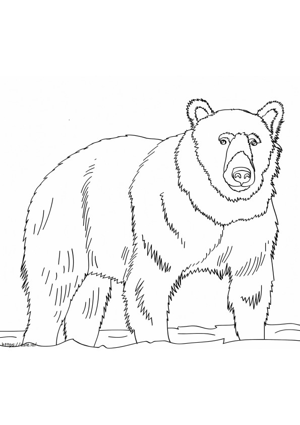 Normaali ruskea karhu värityskuva