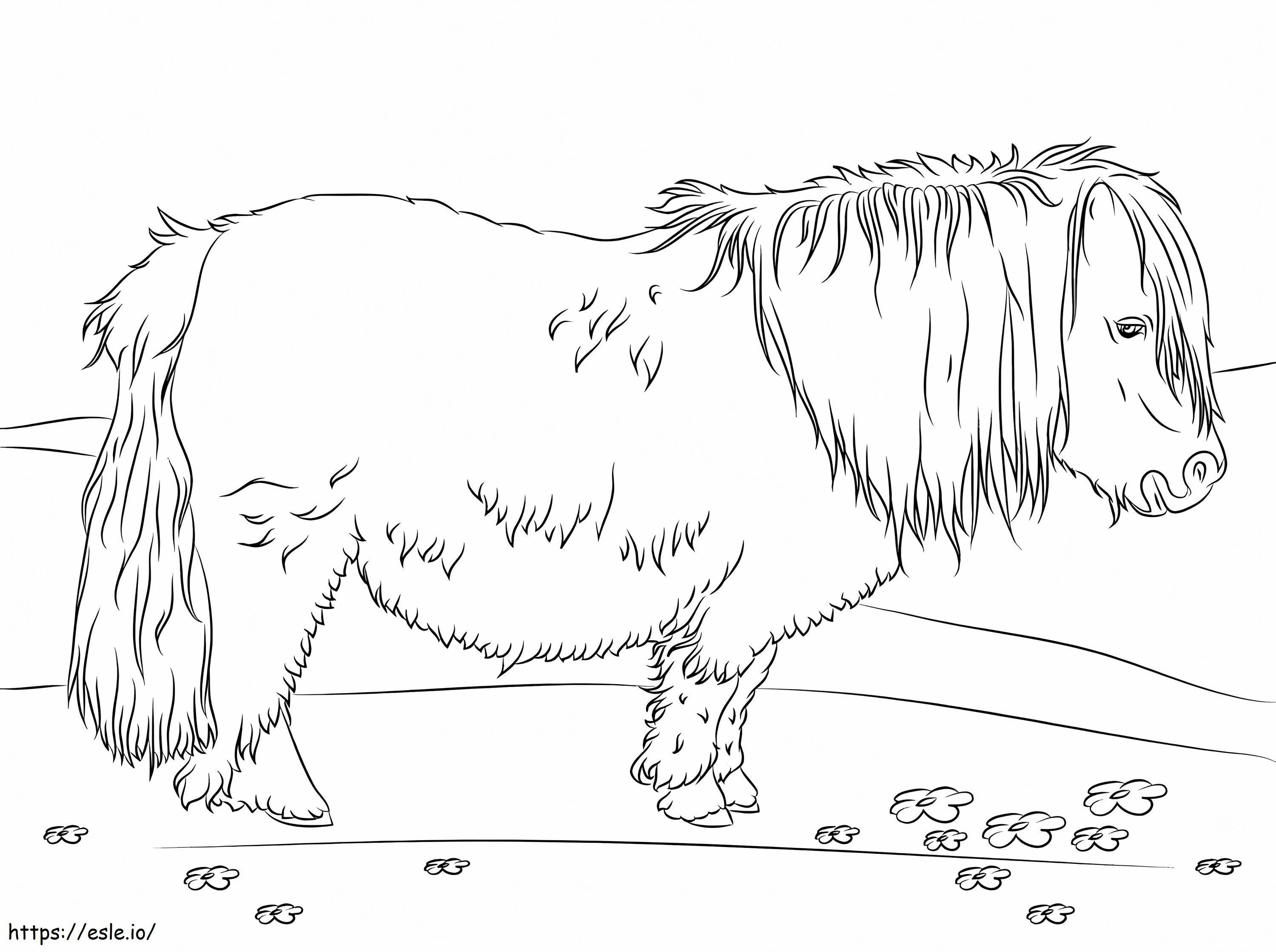 Cute Shetland Pony coloring page
